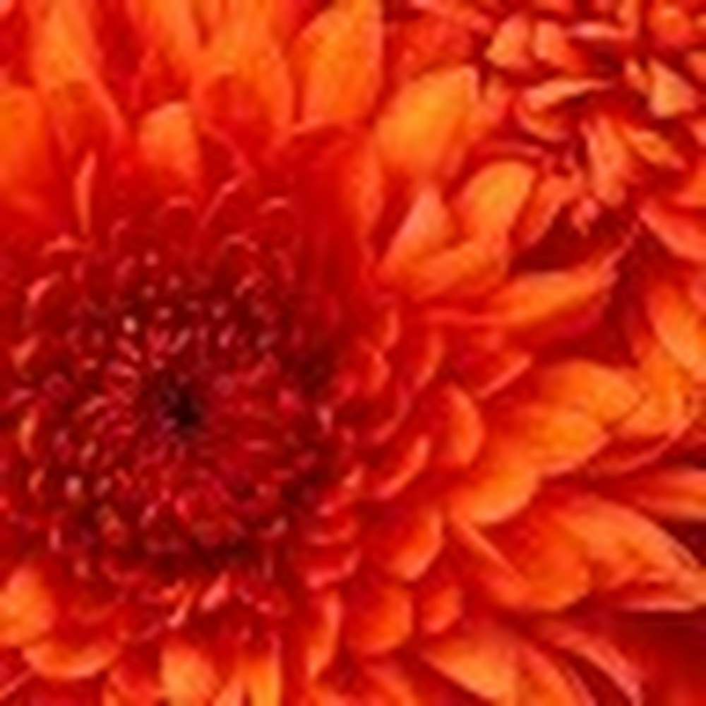 Meet your Posher, Tonya